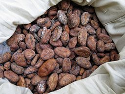 Cacao Bean