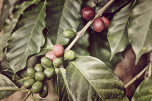 Coffee Beans